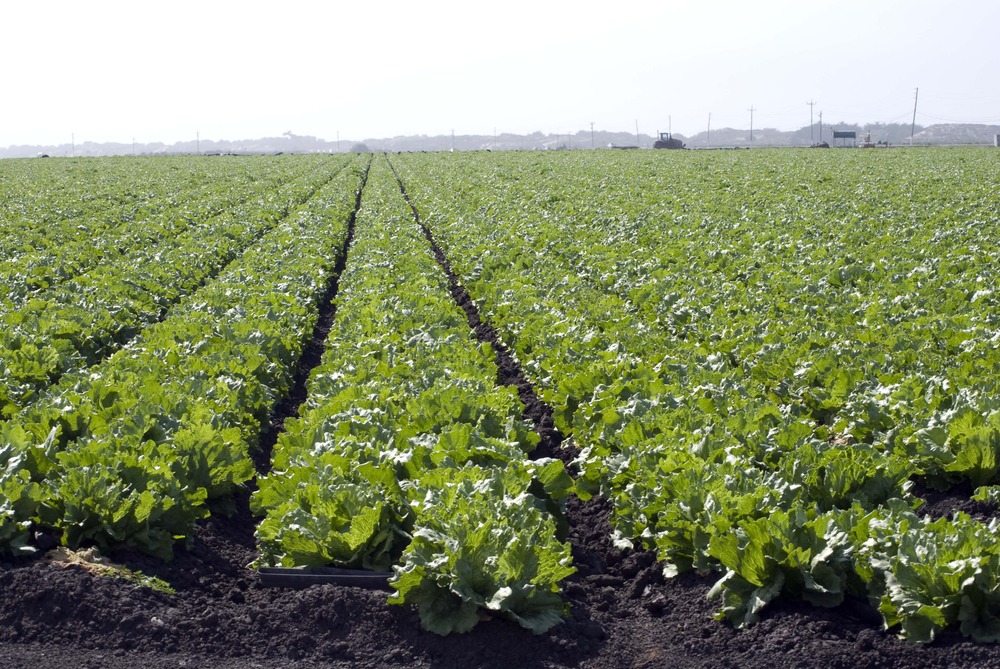 Photo of lettuce